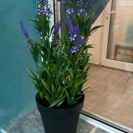 Sunrise Sea Garden 布尔加斯